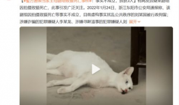 吃瓜网女子虐猫,吃瓜网热议道德底线