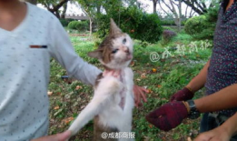 吃瓜网女子虐猫,吃瓜网热议道德底线