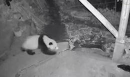 吃瓜黑猫网,网络舆论场中的神秘力量