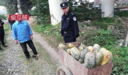 成县吃瓜网红事件视频,一场网络舆论的风暴与反思
