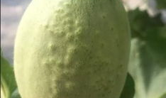 7网球吃瓜,一场别开生面的7网球吃瓜大赛