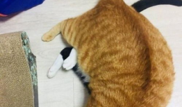 吃瓜黑猫网,网络舆论场中的神秘力量