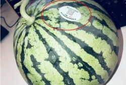 陇南网红 吃瓜,揭秘网络热点背后的故事